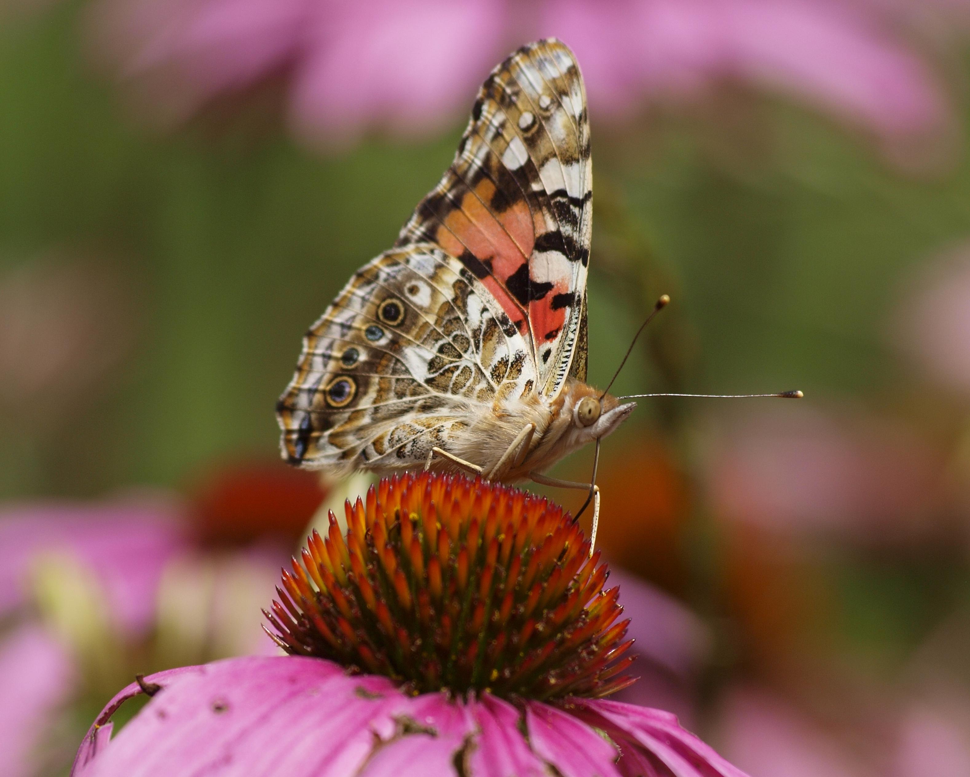 Butterfly Hike